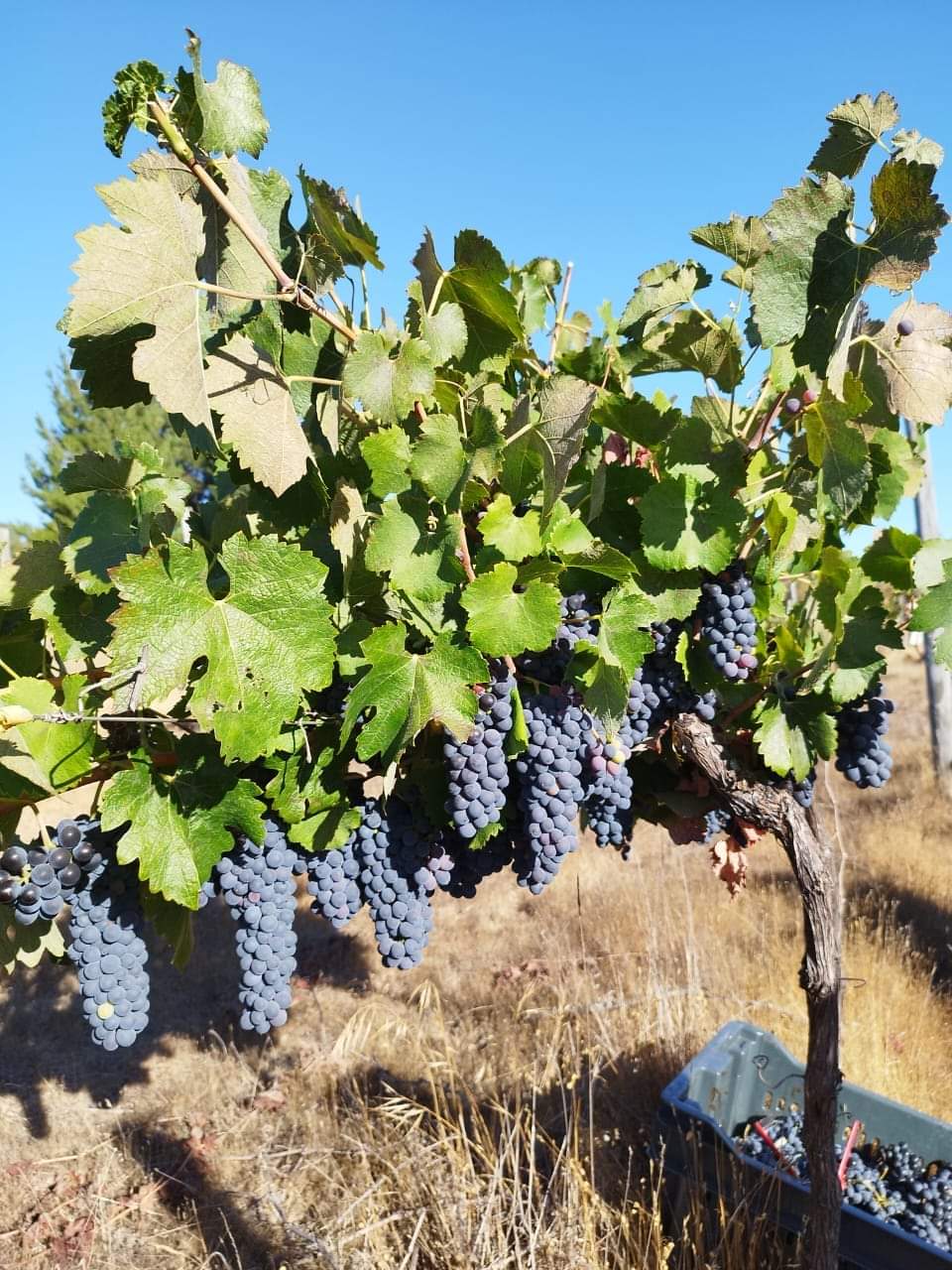 Racimos de uva País en parra del Valle del Itata