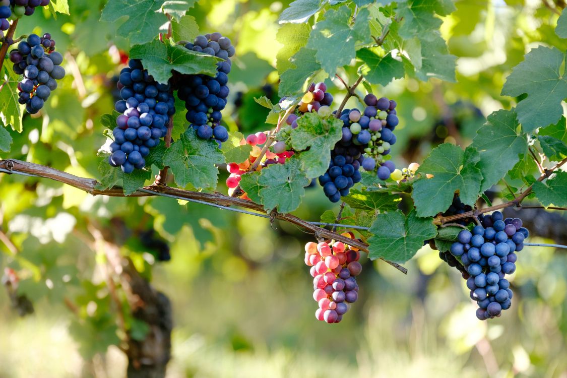 Racimos de uva madurando en los viñedos del Valle del Itata